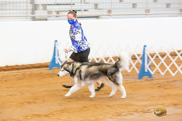 Alaskan Malamute #10 Fri OH Group_JJL_3882-MdlndMay72021-HR3