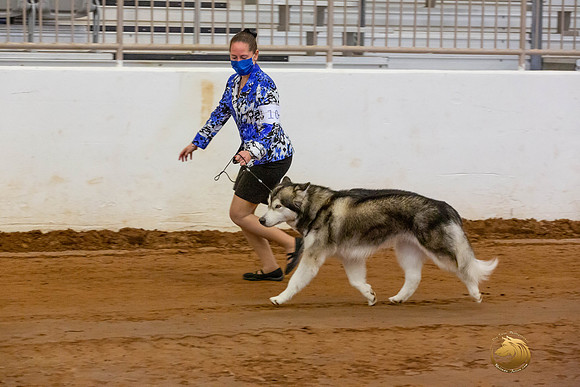 Alaskan Malamute #10 Fri OH Group_JJL_3888-MdlndMay72021-HR3