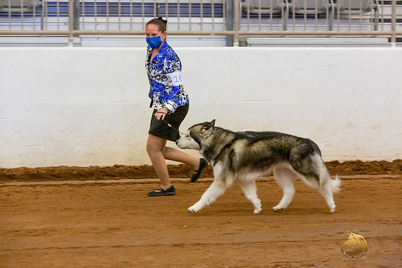 Alaskan Malamute #10 Fri OH Group_JJL_3891-MdlndMay72021-HR3