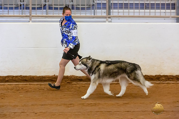 Alaskan Malamute #10 Fri OH Group_JJL_3894-MdlndMay72021-HR3