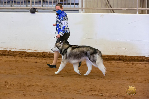 Alaskan Malamute #10 Fri OH Group_JJL_3896-MdlndMay72021-HR3