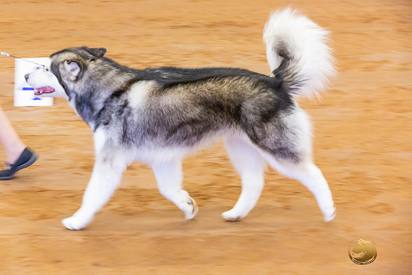 Alaskan Malamute #10 Fri OH Group_JJL_3906-MdlndMay72021-HR3