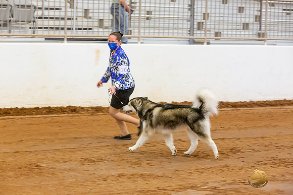 Alaskan Malamute #10 Fri OH Group_JJL_3913-MdlndMay72021-HR3