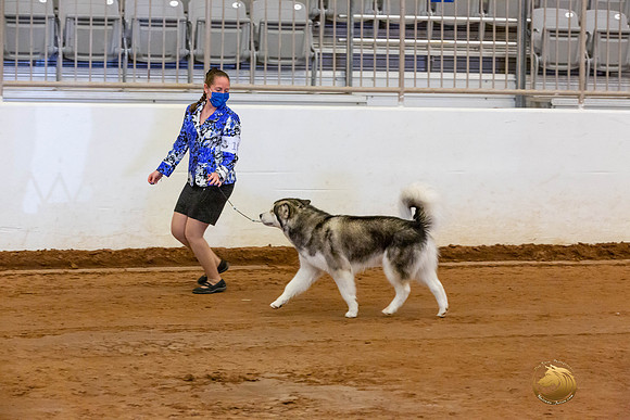 Alaskan Malamute #10 Fri OH Group_JJL_3920-MdlndMay72021-HR3
