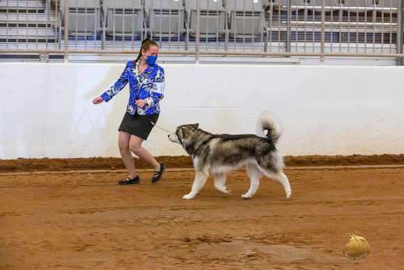 Alaskan Malamute #10 Fri OH Group_JJL_3922-MdlndMay72021-HR3