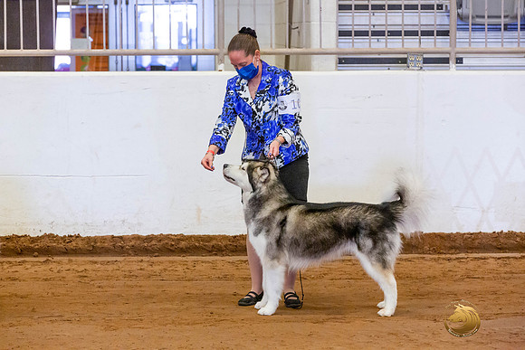 Alaskan Malamute #10 Fri OH Group_JJL_3928-MdlndMay72021-HR3