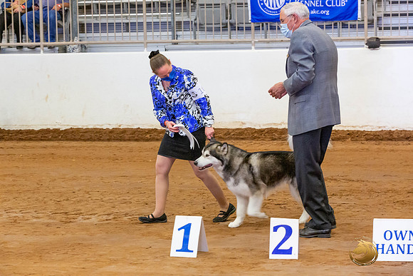 Alaskan Malamute #10 Fri OH Group_JJL_3943-MdlndMay72021-HR3