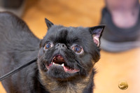 Brussels Griffon #5 Sat Rings