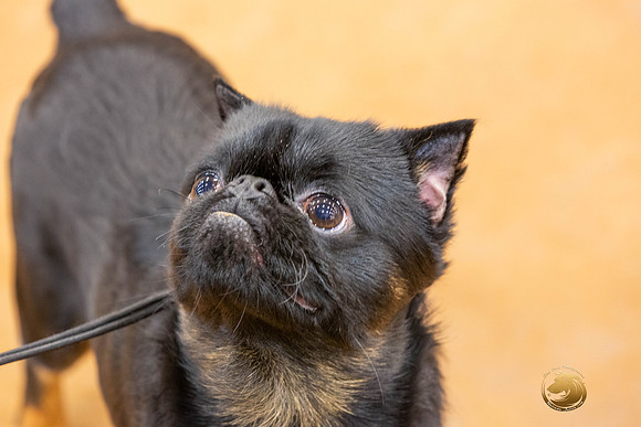 Brussels Griffon #5 Sat Rings_JJL_4192-MdlndMay72021-HR3