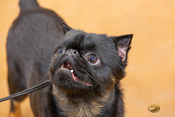 Brussels Griffon #5 Sat Rings_JJL_4193-MdlndMay72021-HR3