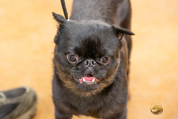 Brussels Griffon #5 Sat Rings_JJL_4196-MdlndMay72021-HR3