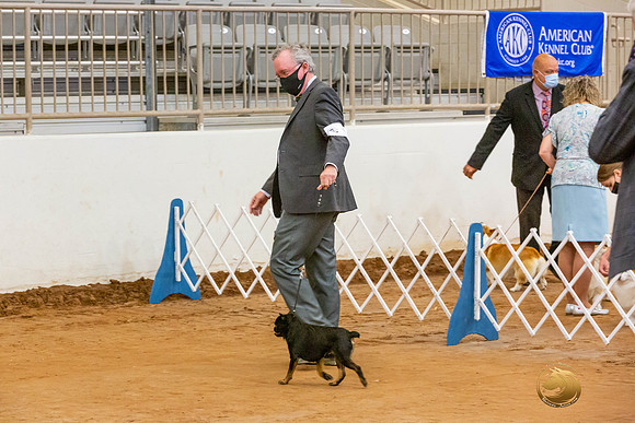 Brussels Griffon #5 Sat Rings_JJL_4201-MdlndMay72021-HR3