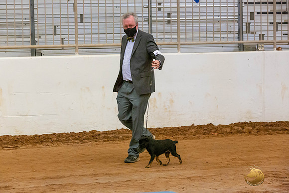 Brussels Griffon #5 Sat Rings_JJL_4218-MdlndMay72021-HR3