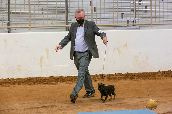 Brussels Griffon #5 Sat Rings_JJL_4223-MdlndMay72021-HR3