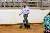 Brussels Griffon Pug Group Sat Rings