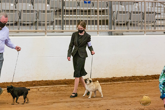 Brussels Griffon Pug Group Sat Rings_JJL_4583-MdlndMay72021-HR3
