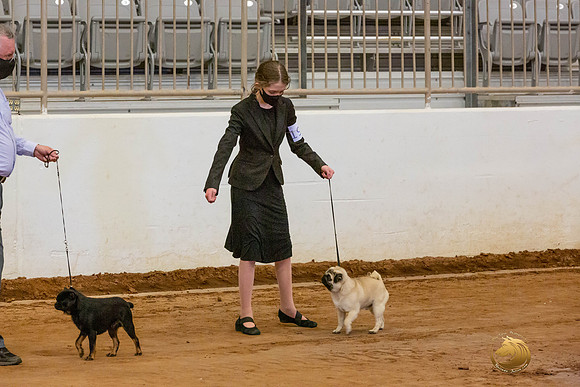 Brussels Griffon Pug Group Sat Rings_JJL_4586-MdlndMay72021-HR3