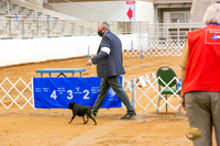 Brussels Griffon Robert Fri