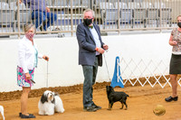Brussels Griffon Robert Fri Groups 2