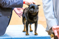 Brussels Griffon Robert Fri Groups 3