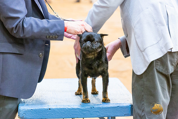 Brussels Griffon Robert Fri Groups 3_JJL_3832-MdlndMay72021-HR3