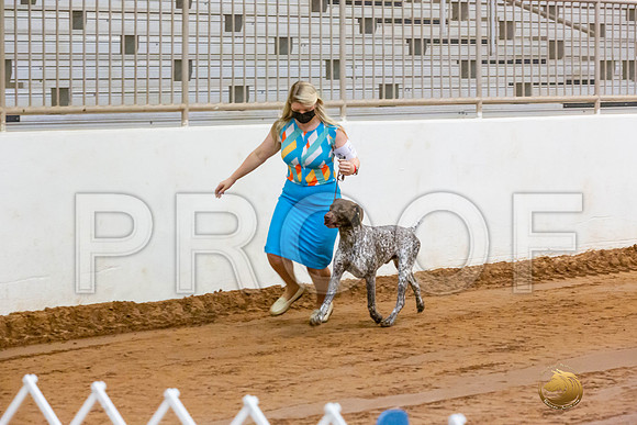 German Shorthaired Pointer #5_JJL_3622-MdlndMay72021-HR3