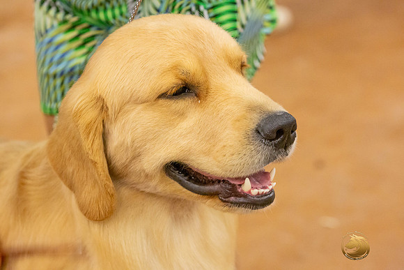 Golden Retriever #5 Sat Rings_JJL_4338-MdlndMay72021-HR3