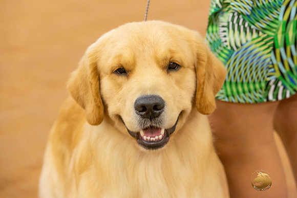 Golden Retriever #5 Sat Rings_JJL_4339-MdlndMay72021-HR3