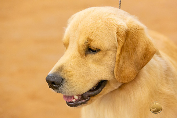 Golden Retriever #5 Sat Rings_JJL_4342-MdlndMay72021-HR3