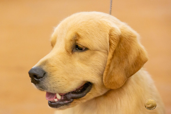 Golden Retriever #5 Sat Rings_JJL_4343-MdlndMay72021-HR3