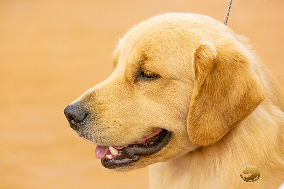 Golden Retriever #5 Sat Rings_JJL_4344-MdlndMay72021-HR3