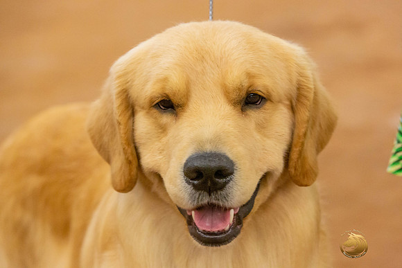 Golden Retriever #5 Sat Rings_JJL_4346-MdlndMay72021-HR3