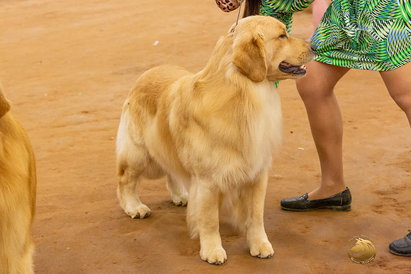Golden Retriever #5 Sat Rings_JJL_4348-MdlndMay72021-HR3