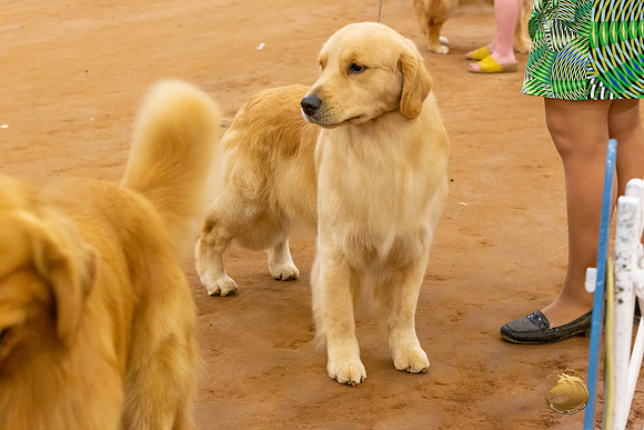 Golden Retriever #5 Sat Rings_JJL_4351-MdlndMay72021-HR3