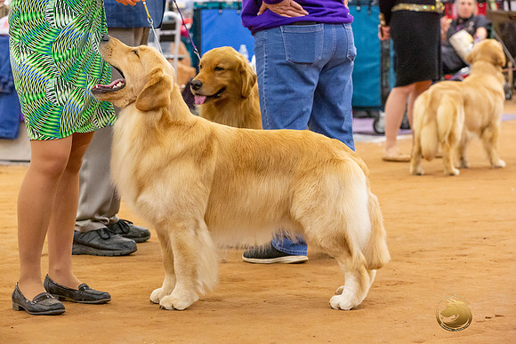 Golden Retriever #5 Sat Rings_JJL_4356-MdlndMay72021-HR3