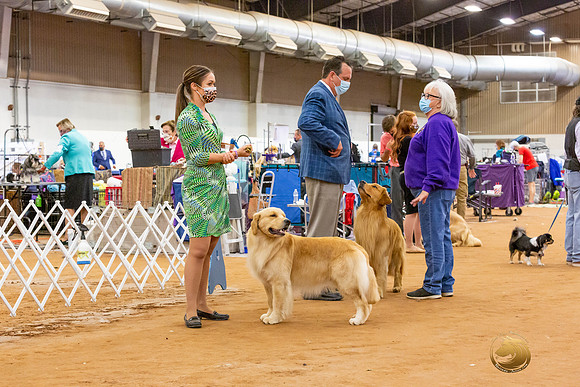 Golden Retriever #5 Sat Rings_JJL_4364-MdlndMay72021-HR3