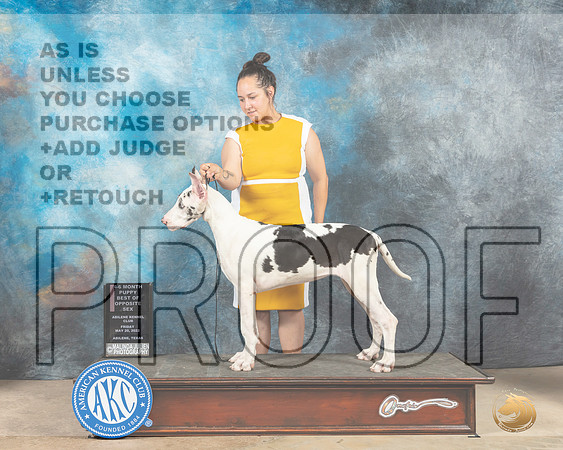 Great Dane #16 Fri PBOS Judge Thomson Stanfield-MMJ_2950-Addison2022-HR3