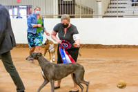 Greyhound BIS Ring Sat