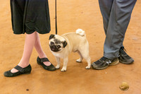 Pug Sat Catherine
