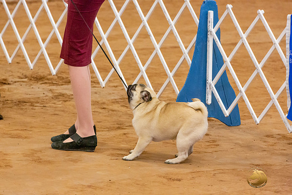 Pugs Juniors Sun Rings_JJL_4839-MdlndMay72021-HR3