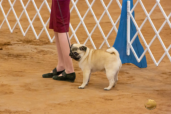 Pugs Juniors Sun Rings_JJL_4841-MdlndMay72021-HR3