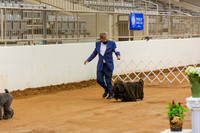 Puli BIS Ring Sat