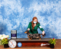 Dachshund Longhaired #26 Fri SB Judge Dr Carol Moser