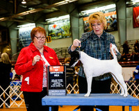Fox Terrier Smooth #6 Sun BOS OL