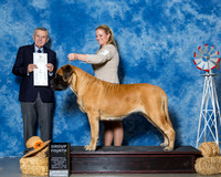Mastiffs #6 Sun G4 Lambden Jennifer Dolly Moore Susan Wheeler Agent Holly Leftwich PHA Judge Mr Terry Stacy