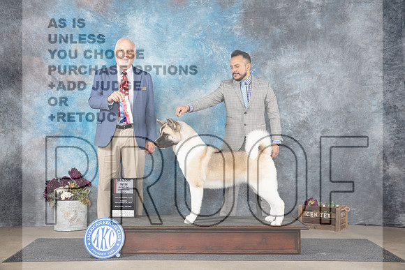 Akita #8 BOSM Judge Eric Liebes__JP_7717_Belton_2024_HR3