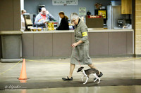 Toy Group Puppy Ring Sat