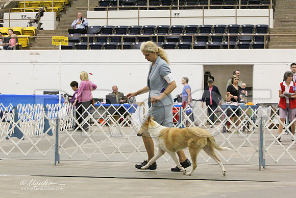 CollieS-7839LR