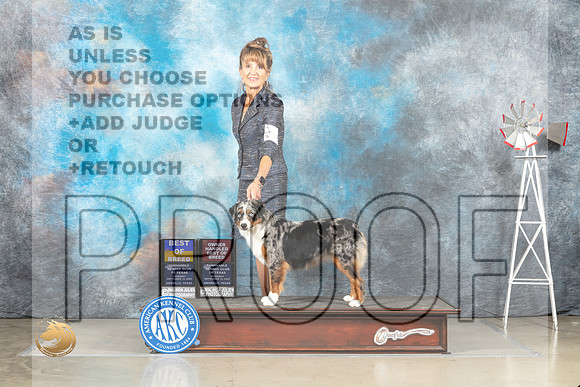 Miniature American Shepherd #6 Thur BOBOHBOB Judge Sharon Derrick_MJ_3842_Amarillo_2022_HR3