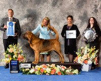 Bloodhound #7 Thr G1